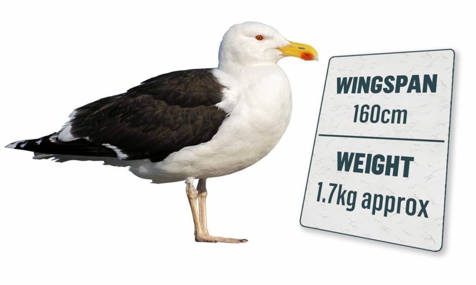 A Great Black backed gull with information on wingspan: 160cm and weight 1.7kg approx