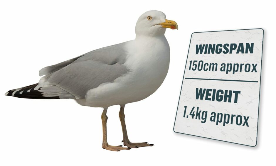 A herring gull with information on wingspan: 150cm approx and weight: 1.4kg approx