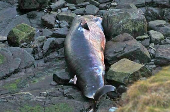 Highland Council to remove whale from Wick Bay.  Supplied by Ian Grant.
