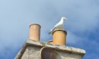Sonar devices will be used again during the breeding season to control Elgin's urban gull problem. Image: Jason Hedges/DC Thomson