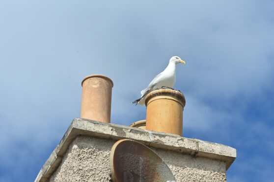 Elgin gull deterrent goes ahead for second year: But where should they be located?