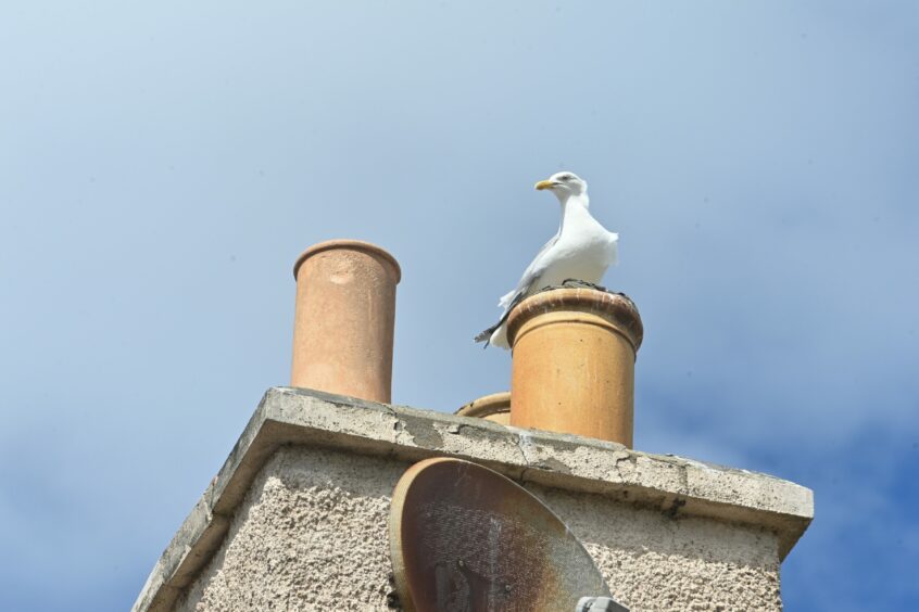 A seagull sitting on a chimney on a house in Elgin