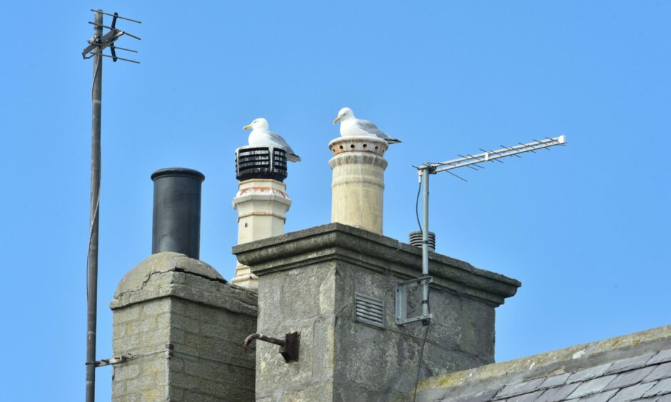 Seagulls on a roof in Lossiemouth.