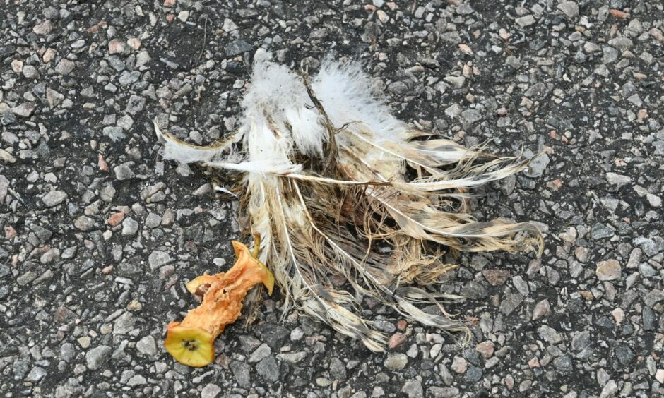 A squashed seagull chick in Commerce Street, Lossiemouth.