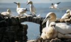 Thousands of seabirds, including gannets have died in the UK's largest ever bird flu outbreak which began in October last year.  Image: NatureScot.