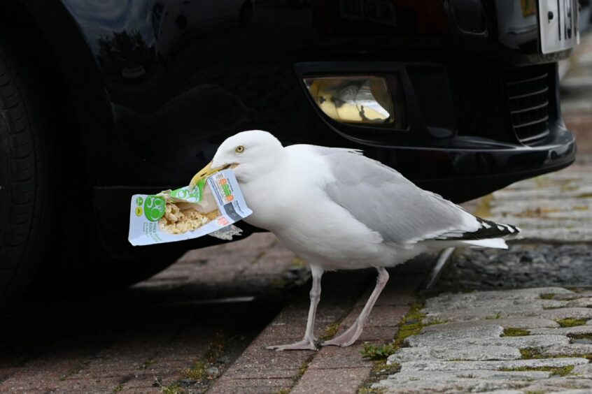 A seagull at Berryden Retail Park in Aberdeen with a Sainsbury's sandwich