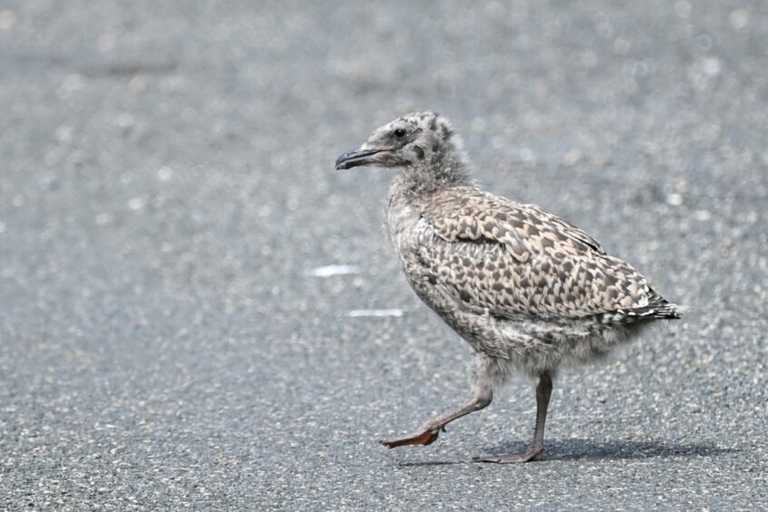 Juvenile seagull on the street
