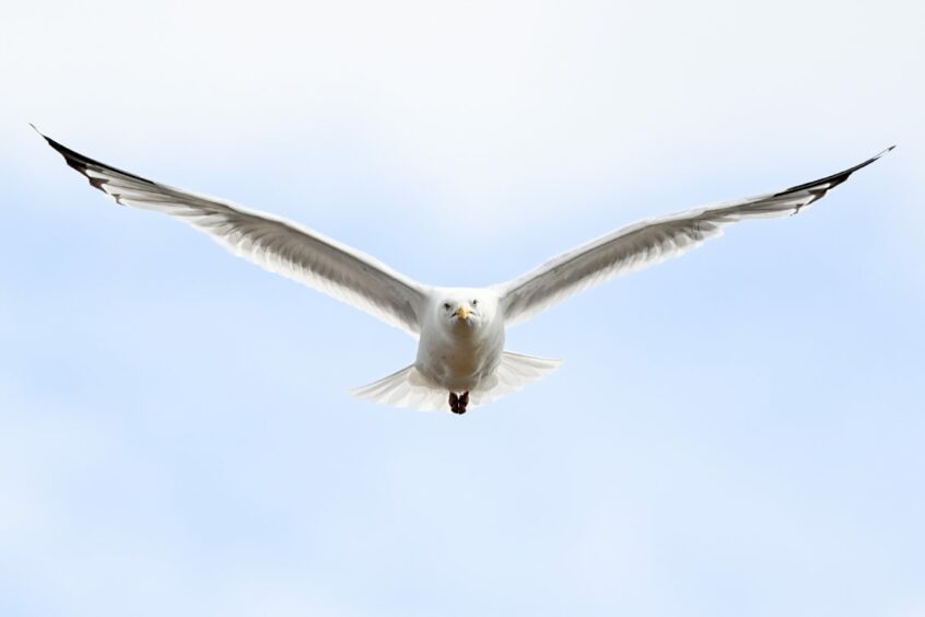 A seagull flying above Inverallochy in Aberdeenshire