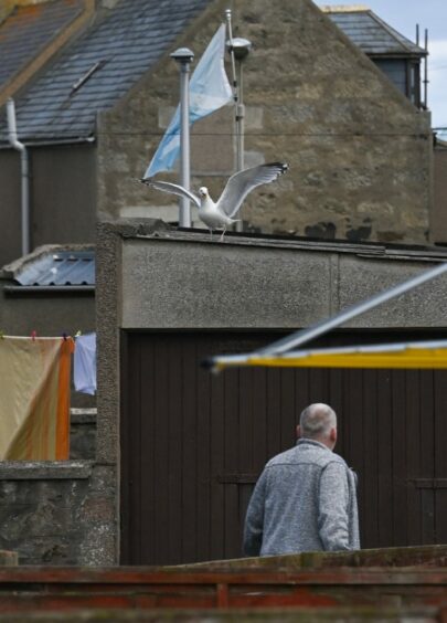 A seagull warns off a passerby in Inverallochy, Aberdeenshire.
