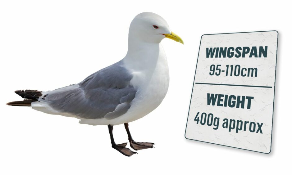 A Kittiwake with information on wingspan: 95-110cm and weight: 400g approx