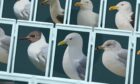What's the difference between a gull and a seagull? Identification guide reveals all.