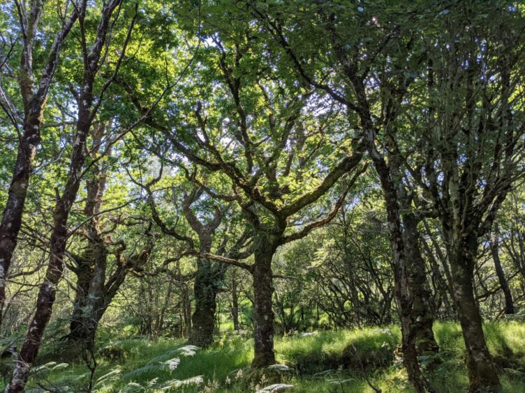 A forest, like the one planned for Rhynie farm in Aberdeenshire