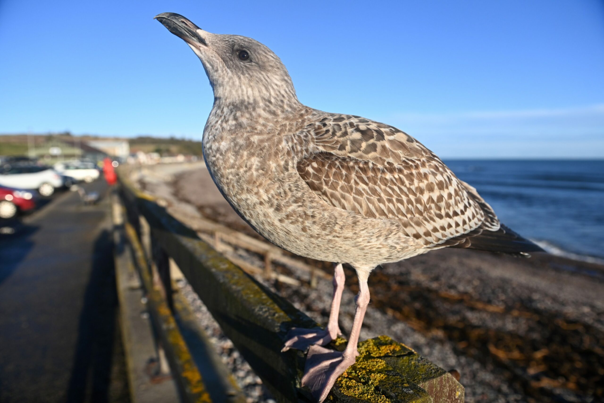 A young gull on the fence at Stonehaven seafront. 