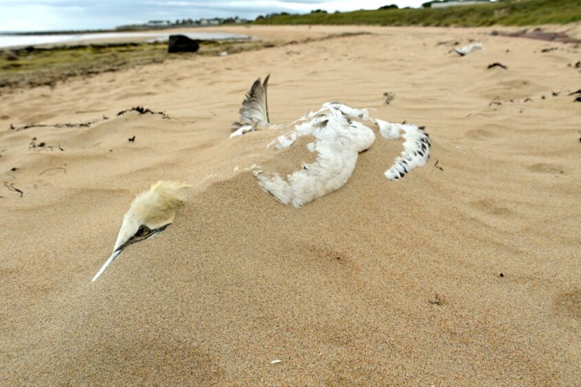A dead bird at Brora beach. 