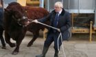 Boris Johnson pulls a Salers bull during a visit to an Aberdeenshire farm in 2019.