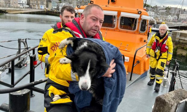 RNLI Lerwick rescues dog that had fallen off a cliff in Lerwick.