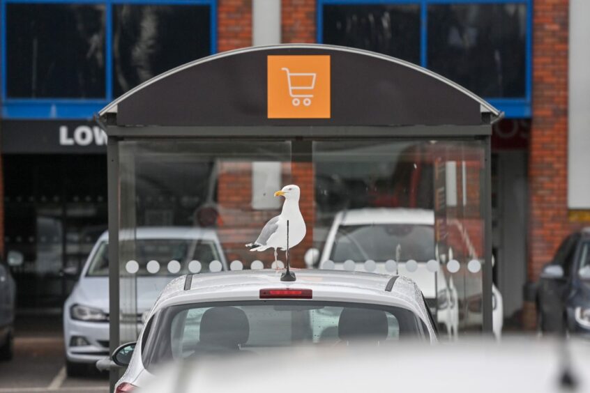A seagull perching on a car in front of a trolley park at Sainsburys in Aberdeen
