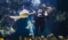 Batonbearer, diver Sebastian Prajsnar carries the Queen's Baton for the Birmingham 2022 Commonwealth Games, in the aquarium at The Deep, sealife attraction in Hull. Danny Lawson/PA Wire