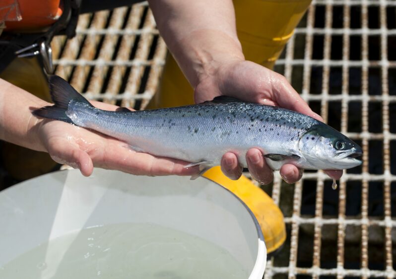 Man holding salmon