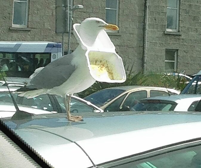 A seagull with its head trapped in a takeaway food box