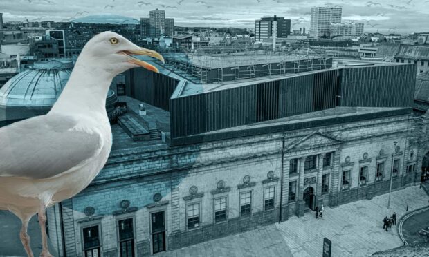 Gulls are causing chaos at Aberdeen Art Gallery by creating a mess on the roof.
