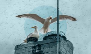 Gulls taking over the rooftops.