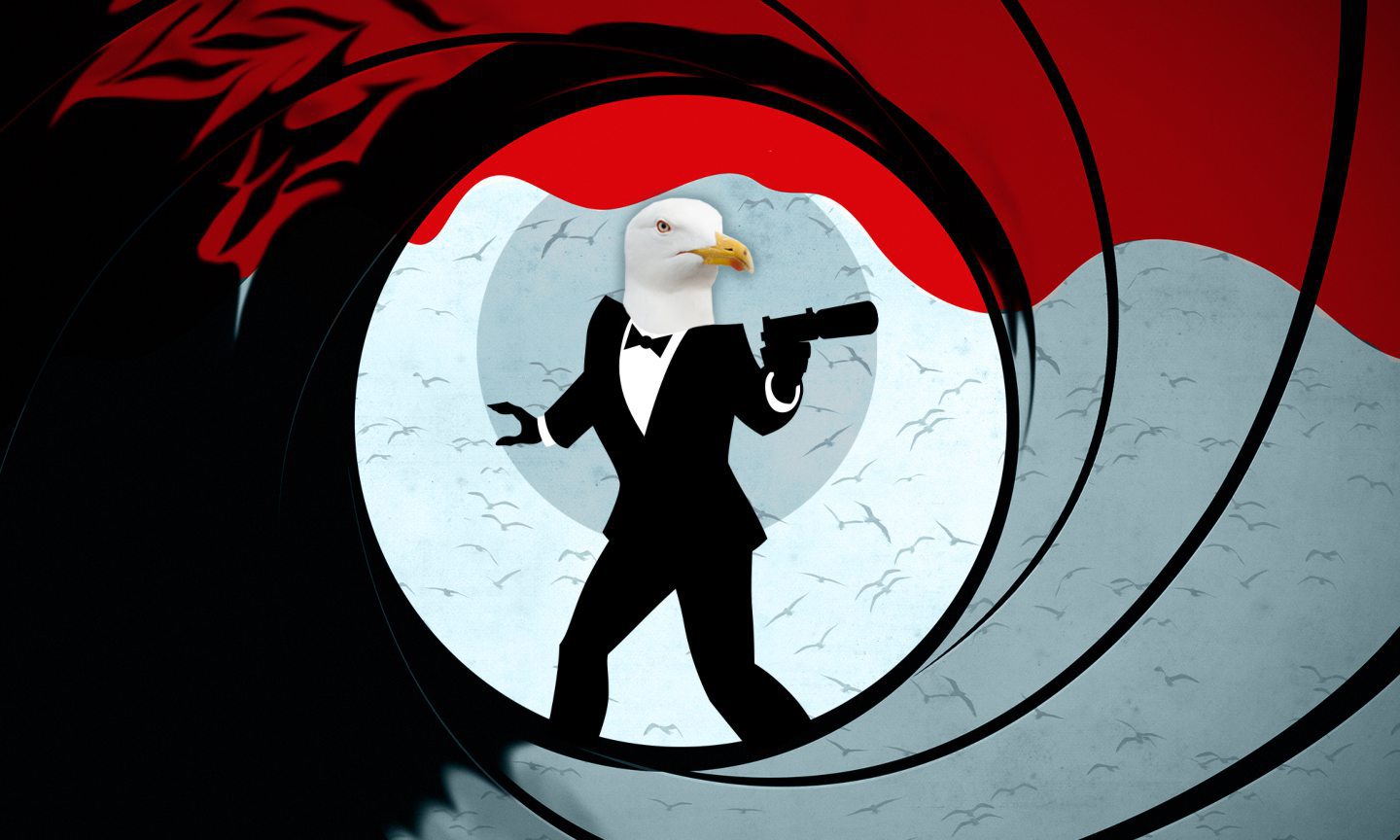 Is It Illegal To Kill A Seagull