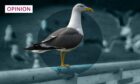 Gulls are a common sight in Aberdeen, but are they becoming too much of a nuisance?