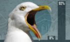 a gull with a poll showing 92% of readers agree their is a seagull problem