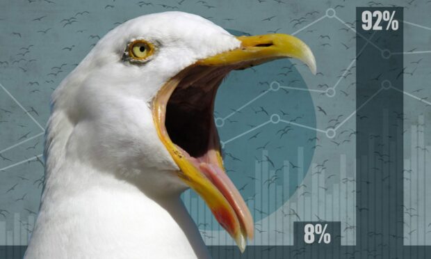 The Great Gull Poll: The results are in – and yes, we do have a problem