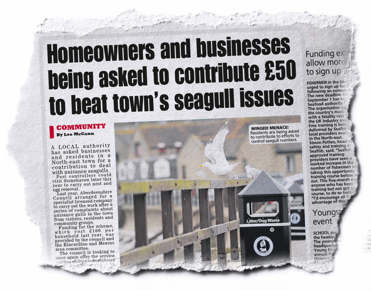 A ragout showing how the Evening Express reported the seagulls project in 2017
