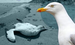 Seagulls are becoming infected with bird flu.