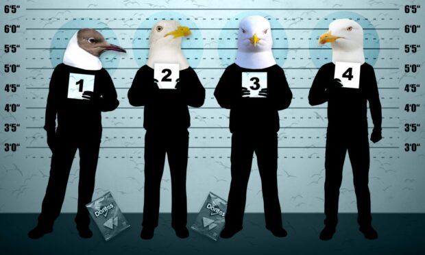 Rogues’ Gullery: Meet the 12 most notorious seagulls in north-east history