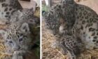 Collage showing snow leopard cubs in cubbing den