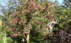 One of my favourite Rowans, Sorbus vilmorinii in fruit.