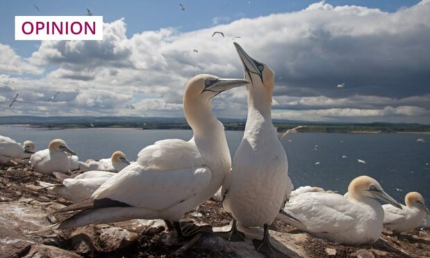 Gannet numbers have fallen as a result of avian flu (Photo: Gail Johnson/Shutterstock)