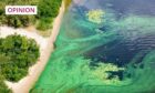Algal blooms can be harmful to animals and humans (Photo: Sergii_Petruk/Shutterstock)