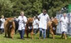 This year's Turriff Show will feature the national show of Highland Cattle.