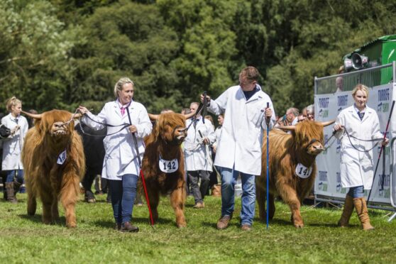 This year's Turriff Show will feature the national show of Highland Cattle.