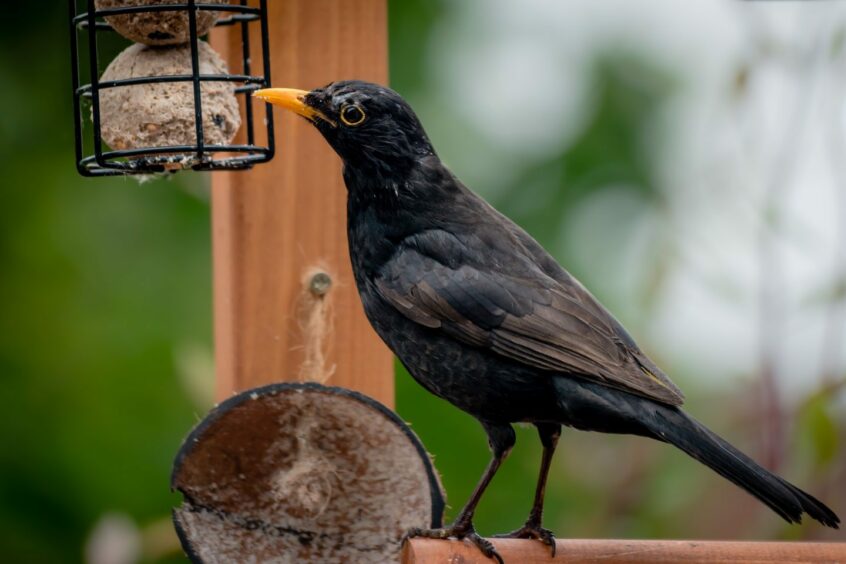 A blackbird in a garden