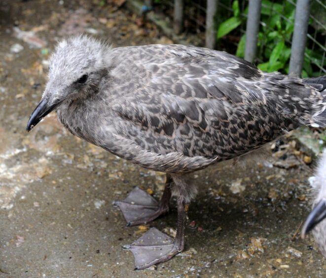A young gull being looked after at New Arc sanctuary where they are trying to stop bird flu spreading