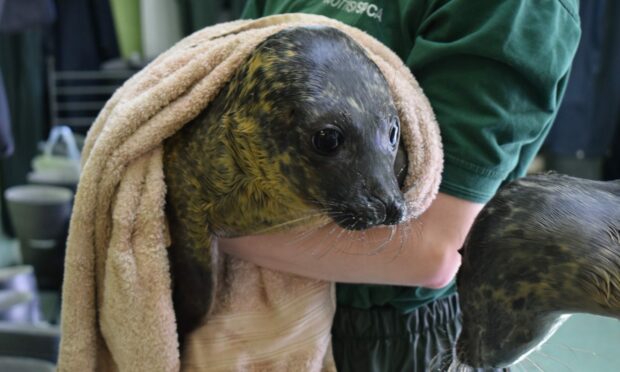 Seals were taken to Shetland. Supplied by SSPCA.