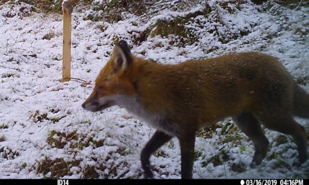 The study of foxes was done in the Cairngorms National Park