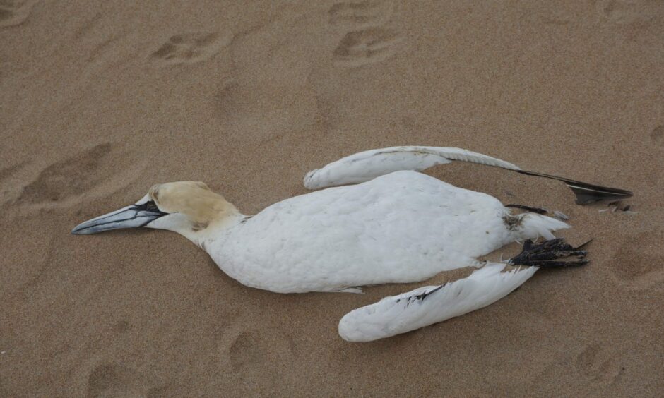 A dead gannet at brora Beach believed to have died of bird flu.