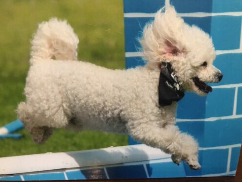 Energetic poodle Rufus shows off his agility skills in this lovely shot sent in by Lesley Ferguson on behalf of her 88-year-old aunt, Rufus’s proud owner Dot Napier, of Arbroath.