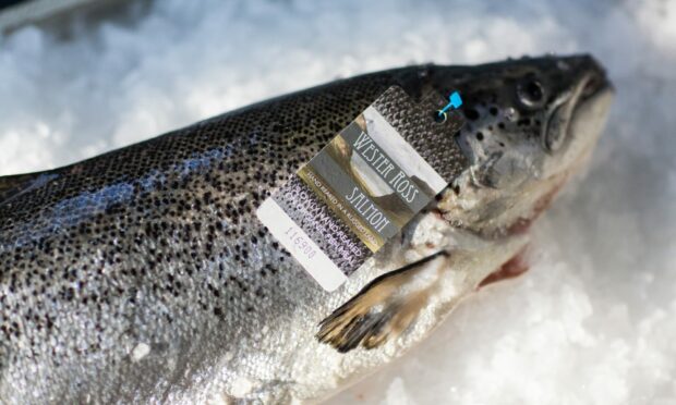 Wester Ross Fisheries, trading as Wester Ross Salmon, is now owned by Mowi.
