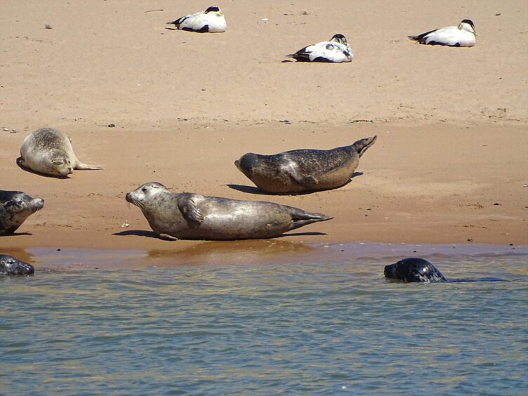 Seal colony on Newburgh beach.