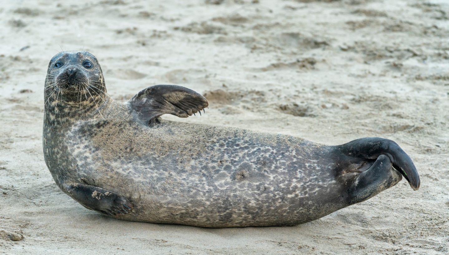 a seal on Portsoy beach.