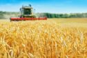 Researchers believe global wheat production could be doubled by harnessing the genetic potential of wheat varieties.