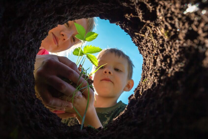 A child planting a small plant.